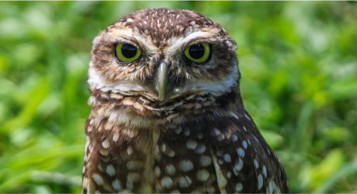 Coruja-buraqueira reduz até 40% das perdas de grãos por roedores e substitui rodenticidas químicos em propriedades rurais