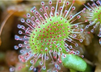 A carnívora brasileira que ninguém conhece: a Drosera usa armadilha de açúcar e dissolve insetos de dentro para fora