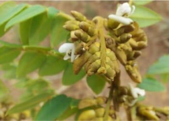 Foto: Valner Matheus Milanezi Jordão/Wikimedia Commons