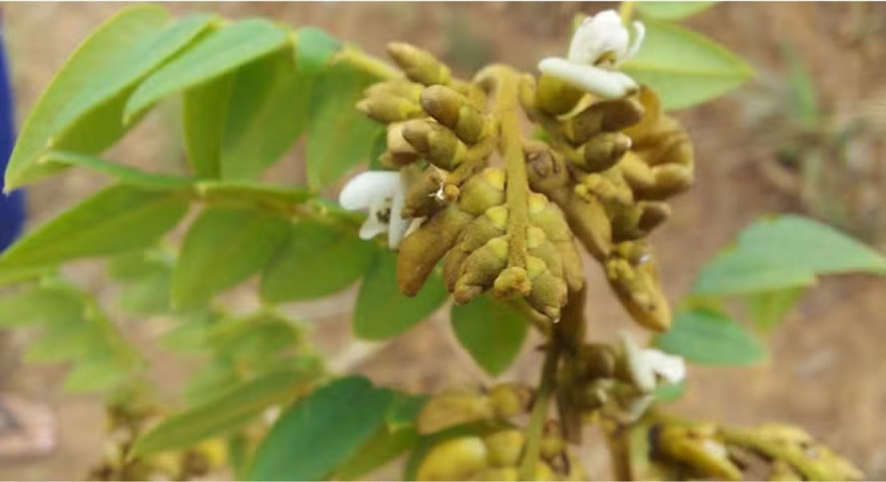 Foto: Valner Matheus Milanezi Jordão/Wikimedia Commons