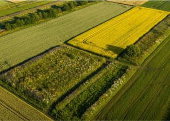 Por que as lavouras europeias têm canteiros de flores nas bordas e as brasileiras deveriam ter também