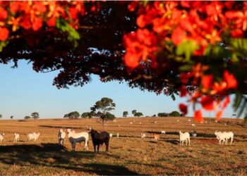 Foto: José Fernando Ogura/Arquivo AEN