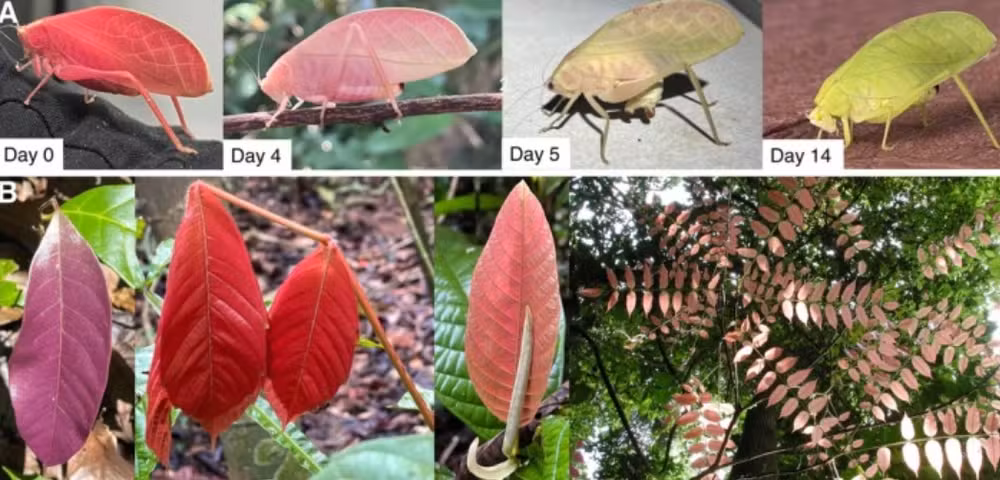 Gafanhoto rosa-choque capturado no Panamá muda de cor em 14 dias e desafia a biologia tropical