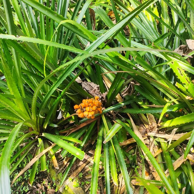 Gravatá: a bromélia nativa que produz frutos comestíveis e tem uso medicinal comprovado na tradição popular