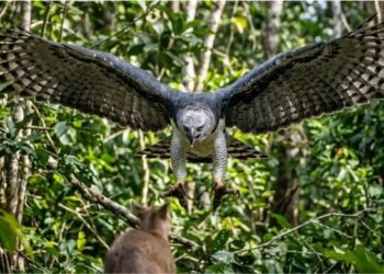 A Harpia desaparece onde a floresta já ruiu e isso tem custo para o clima do planeta
