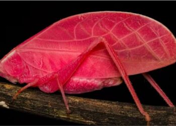 Gafanhoto rosa-choque capturado no Panamá muda de cor em 14 dias e desafia a biologia tropical