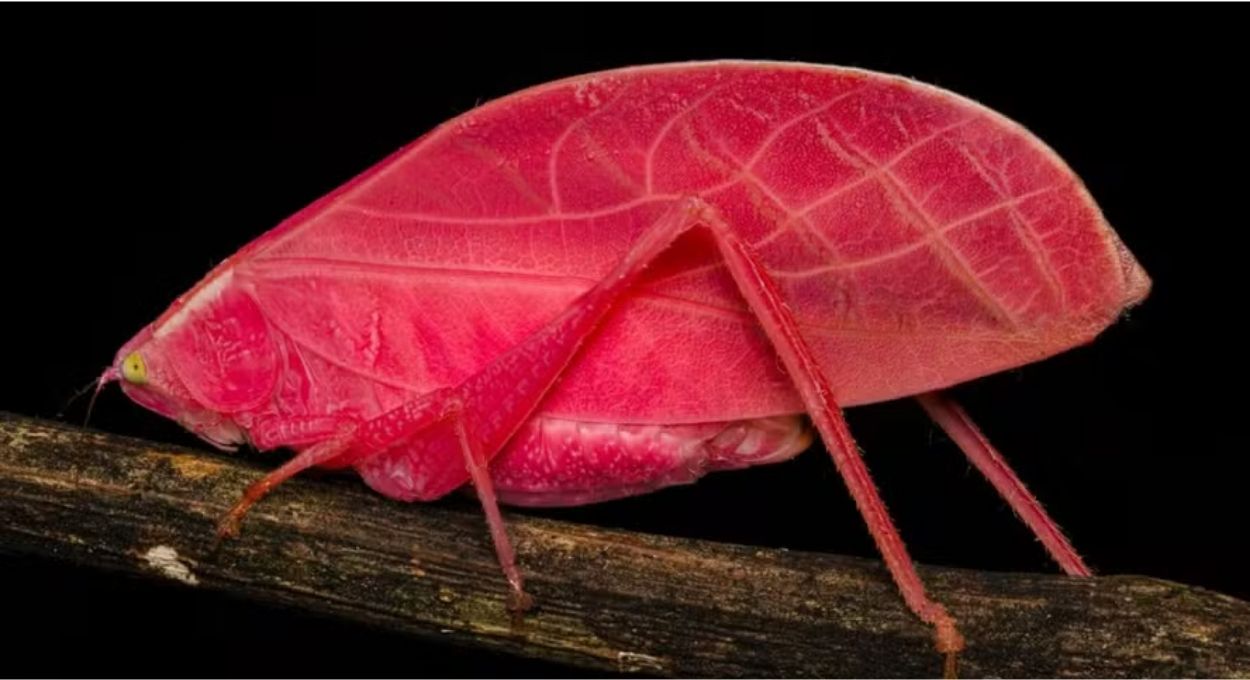Gafanhoto rosa-choque capturado no Panamá muda de cor em 14 dias e desafia a biologia tropical