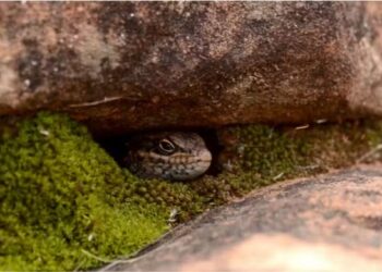 Foto: Tom Parkin, CC BY-ND