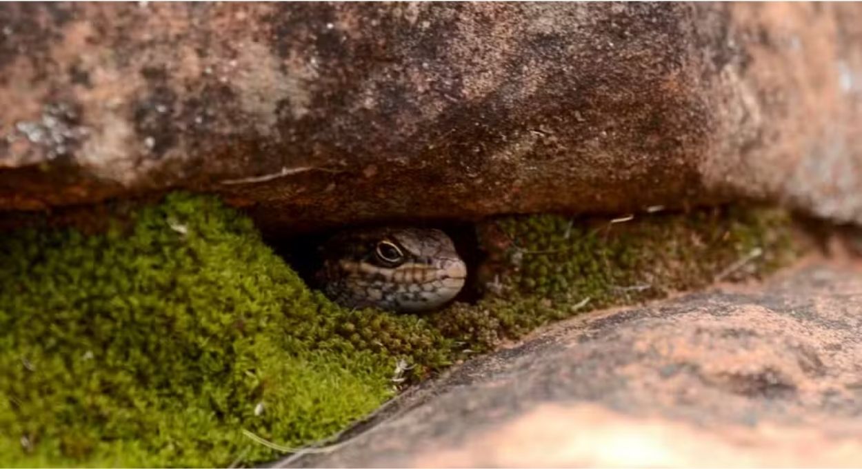 Foto: Tom Parkin, CC BY-ND