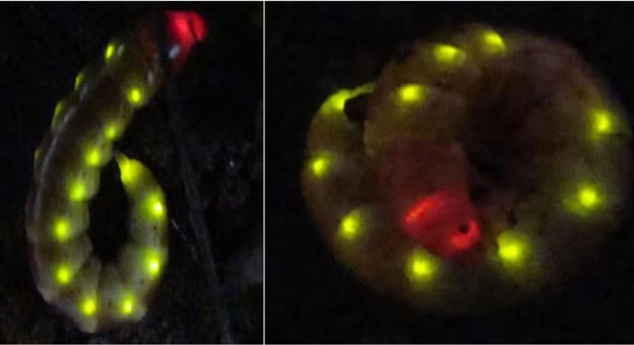 Foto: Vadim Viviani/Gene Reports, 2017 e Scientific Reports, 2019