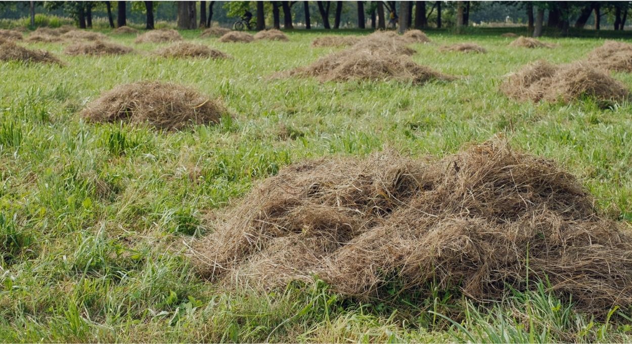 Pesquisa brasileira usa bagaço de cana e farelo de trigo para produzir enzima que reduz dióxido de cloro no branqueamento