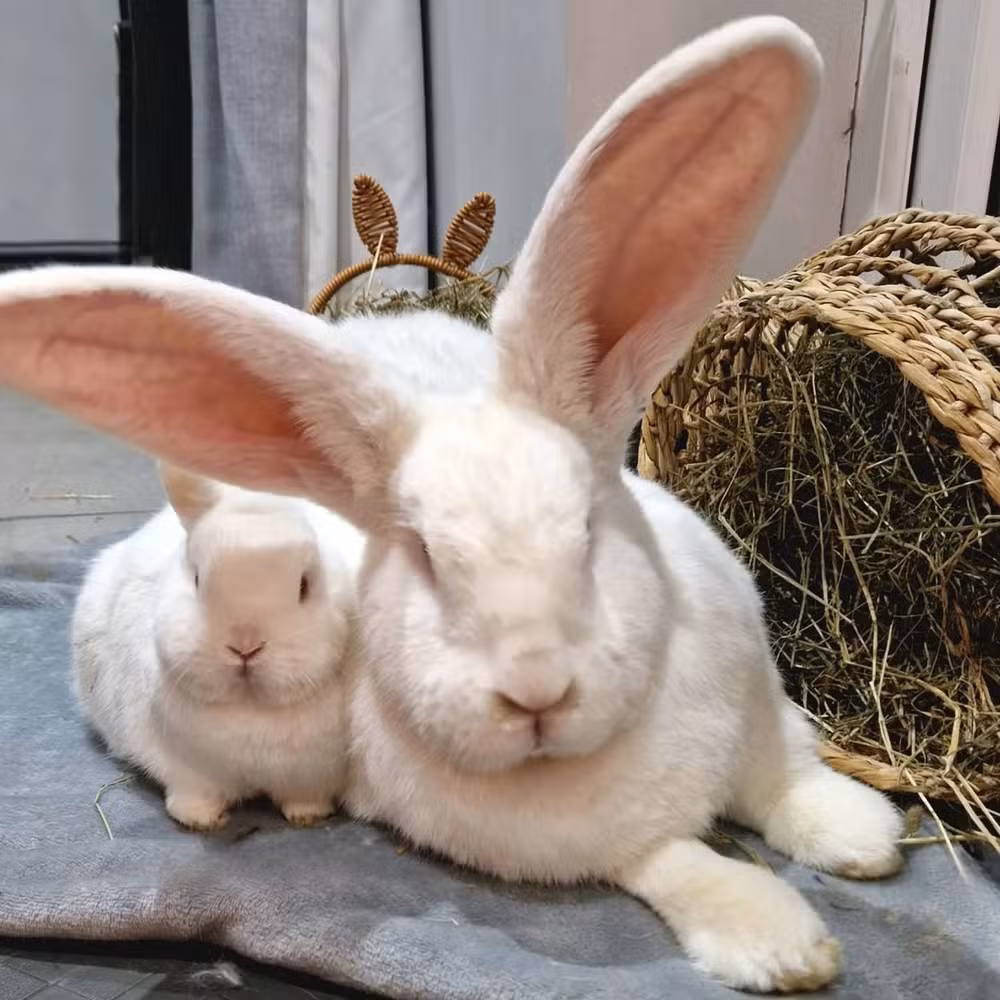 Junior, o coelho de 9,5 kg que viralizou na Páscoa, tem quarto, tanque de areia e horta em casa