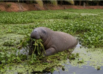 Peixe-boi da Amazônia come 8% do seu peso em plantas por dia e isso pode resolver um problema sério na piscicultura