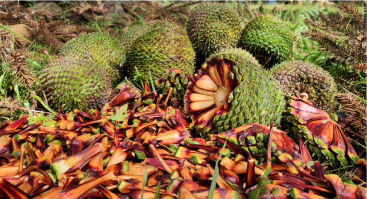 Foto: Divulgação/Governo de Santa Catarina