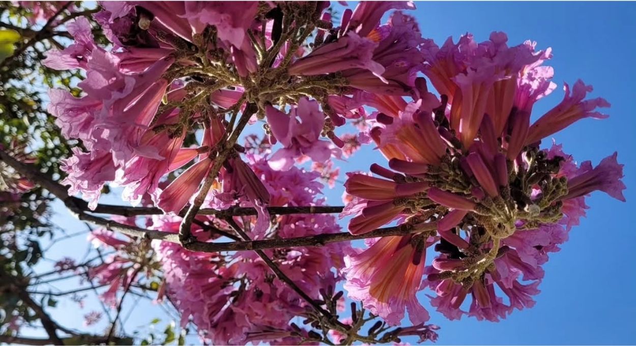 Piúva no Pantanal: O segredo da árvore que escolhe a pior estação para florescer e domina o jogo da polinização