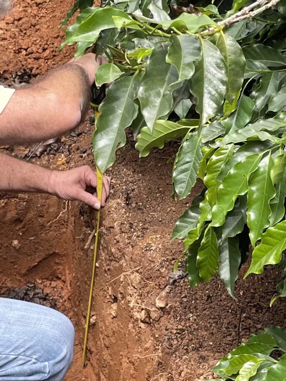 Cafeicultura e carbono: plataforma gratuita da Unicamp permite ao produtor medir emissões e identificar ganhos de gestão
