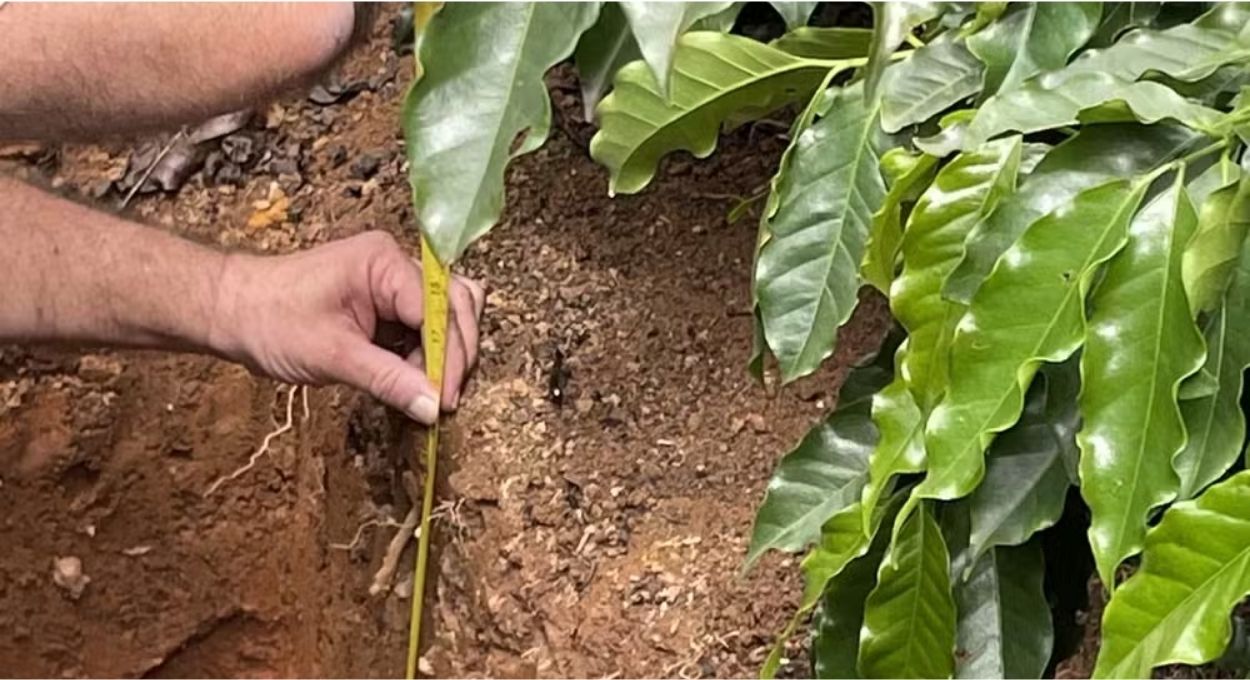 Cafeicultura e carbono: plataforma gratuita da Unicamp permite ao produtor medir emissões e identificar ganhos de gestão