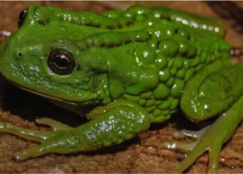 Foto: Reprodução/Phys