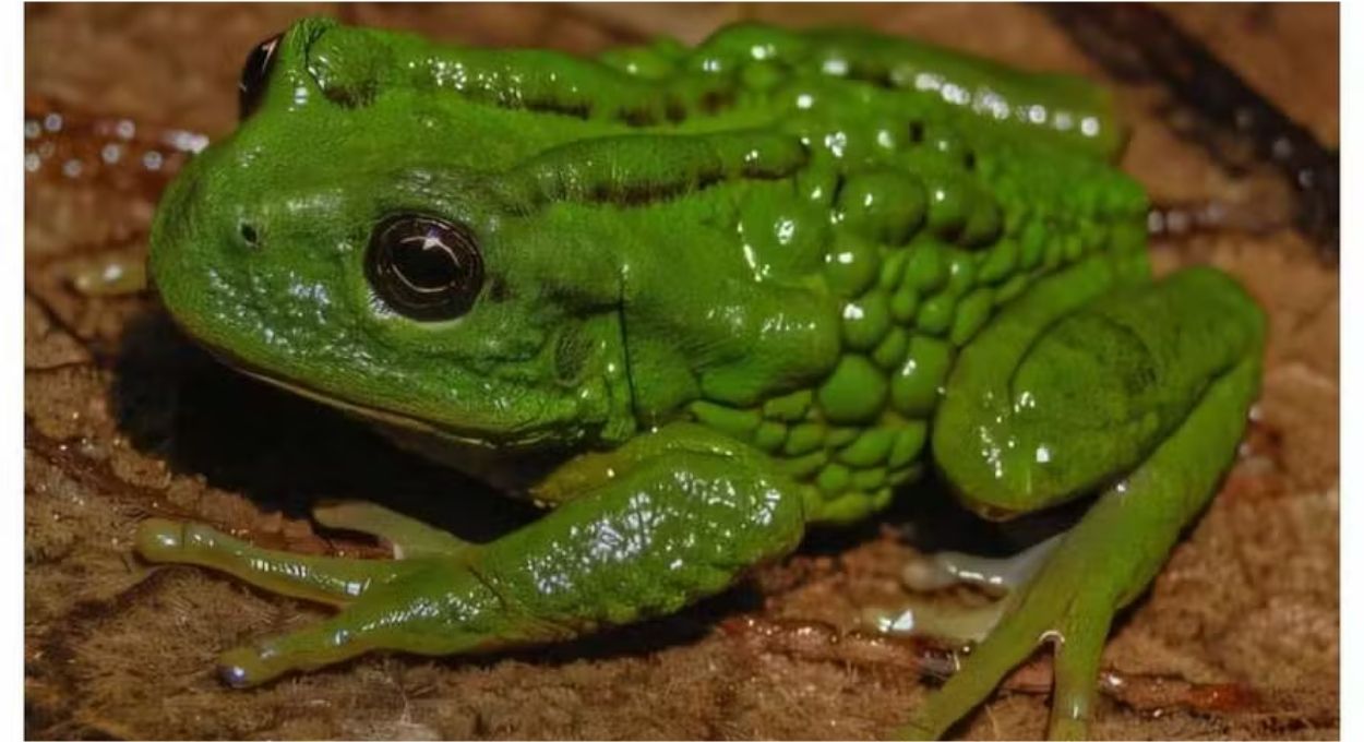 Foto: Reprodução/Phys