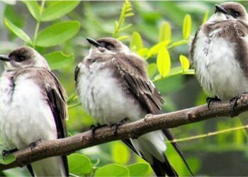 Foto: aves_de_esquina