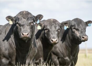 Foto: Associação Brasileira de Angus