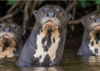 O banco de dados fotográfico que revela a vida secreta das ariranhas na Amazônia