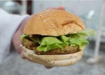 Embrapa e quebradeiras de coco transformam descarte do babaçu em hambúrguer vegano sem glúten e sem lactose