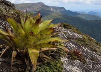 Como a bromélia imperial sobrevive décadas sobre rochas sem solo e sustenta um ecossistema inteiro dentro das próprias folhas