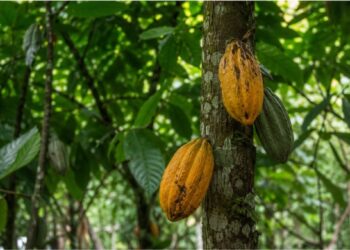 O chocolate que você come depende de uma planta que está desaparecendo sem que ninguém plante