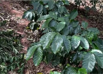 Café na sombra da mata: o projeto que une reflorestamento e produção sustentável no interior fluminense