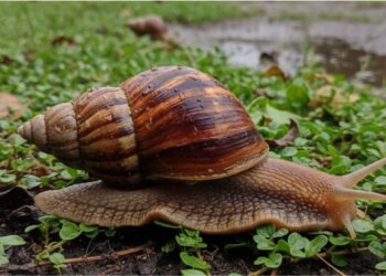 Caracol africano: o molusco que volta com as chuvas e exige atenção de todo o bairro