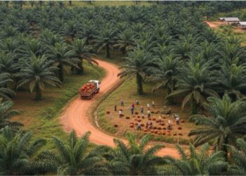Dendê no Pará: como um estado passou a responder por 97% da produção nacional e por que isso importa para o agronegócio brasileiro