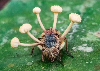 Ophiocordyceps: o fungo que sequestra o corpo das formigas vive no mesmo bioma onde cresce a soja brasileira