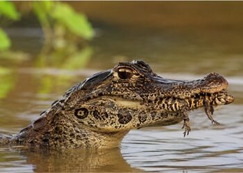 Como o jacaré-do-pantanal carrega os filhotes na boca sem machucar nenhum deles