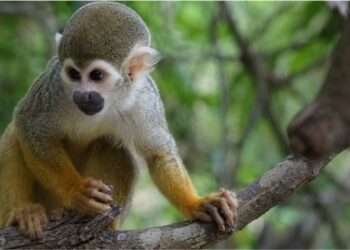 A linguagem secreta do mico-de-cheiro que cientistas da USP levaram anos para traduzir