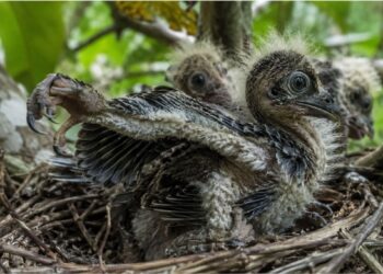 Por que os filhotes dessa ave amazônica nascem com garras nas asas?