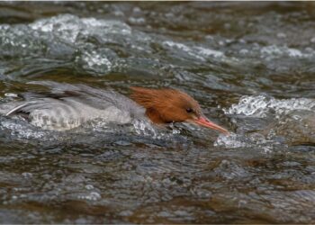 Como o pato-mergulhão do Sul do Brasil caça peixes nadando contra a correnteza em rios rasos