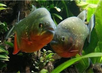A piranha assusta, mas outros animais do rio matam muito mais e a ciência explica