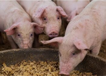 O que sobra na lavoura de mandioca pode alimentar seus suínos e reduzir custos com ração